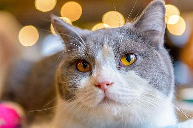 蒸汽世界开发商暗示将于1月18日公开系列新作